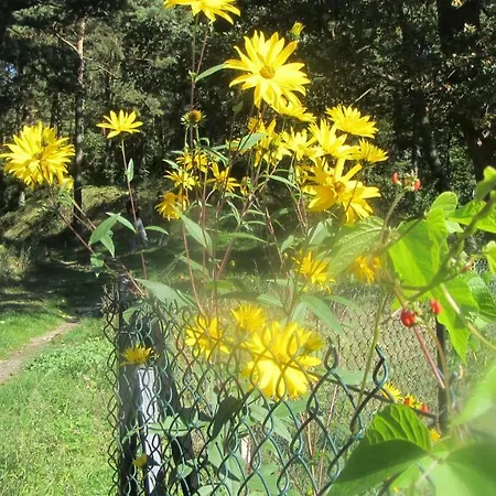 度假居 Komfortowy Lesny Dwor *